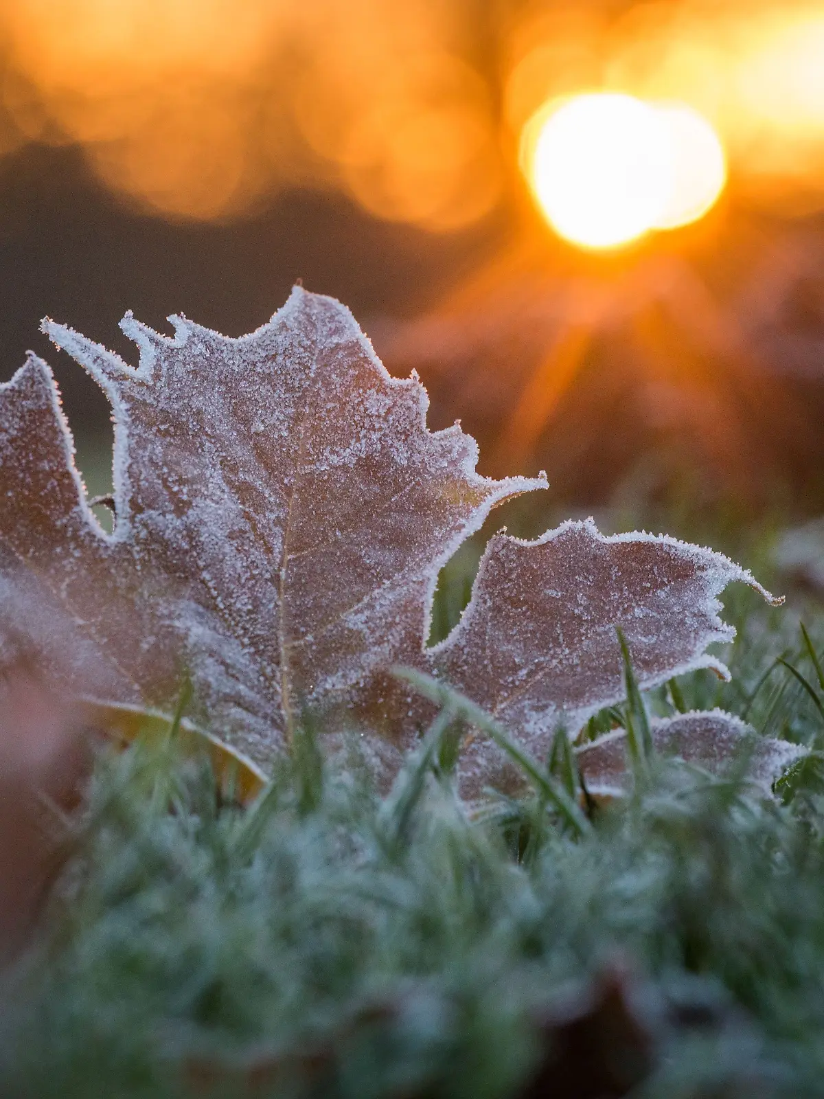 Gefahr für Pflanzen: Bodenfrost in Thüringen erwartet