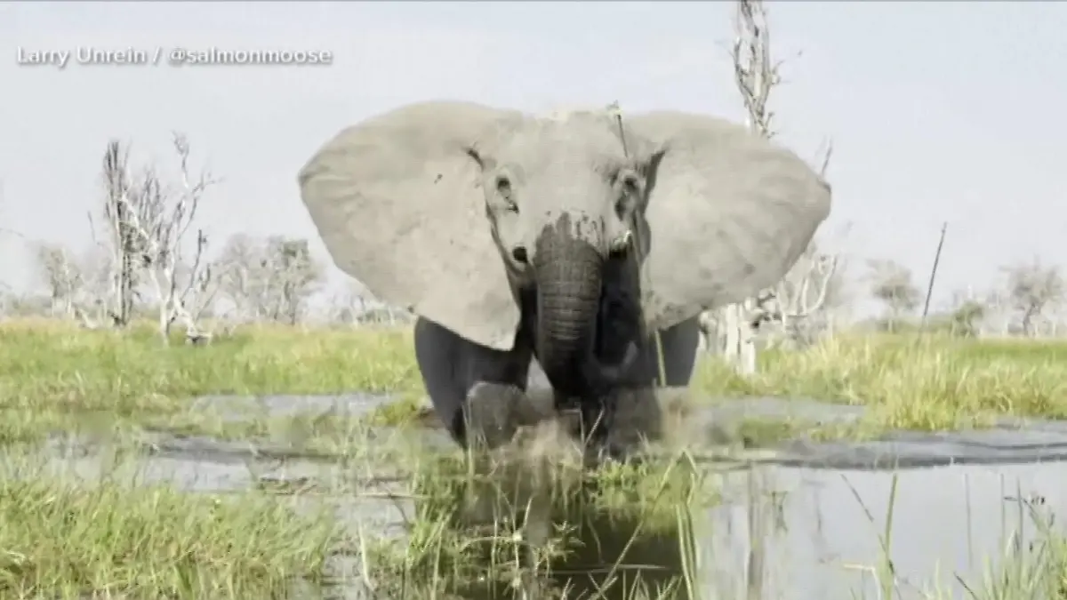Der Elefant bei der Attacke. Die Tiere können bis zu 40 Kilometer pro Stunde schnell werden