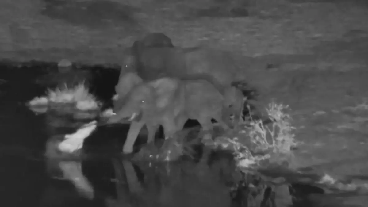 Aua, mein Rüssel! Krokodil verbeißt sich in Elefant - und bereut es sofort  Bissige Überraschung im Wasserloch