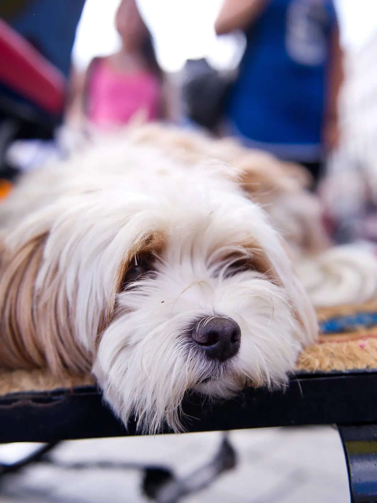 Ein Hund liegt am 14.08.2014 in Berlin auf dem Sitz eines Fahrradtaxis. Foto: Daniel Naupold/dpa +++(c) dpa - Bildfunk+++