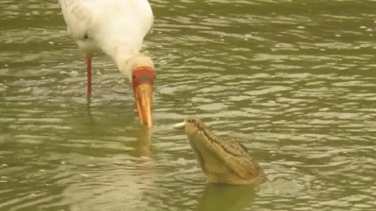 Krokodil nutzt Storch als Köder – dann schnappt es zu! Ziemlich clevere Taktik