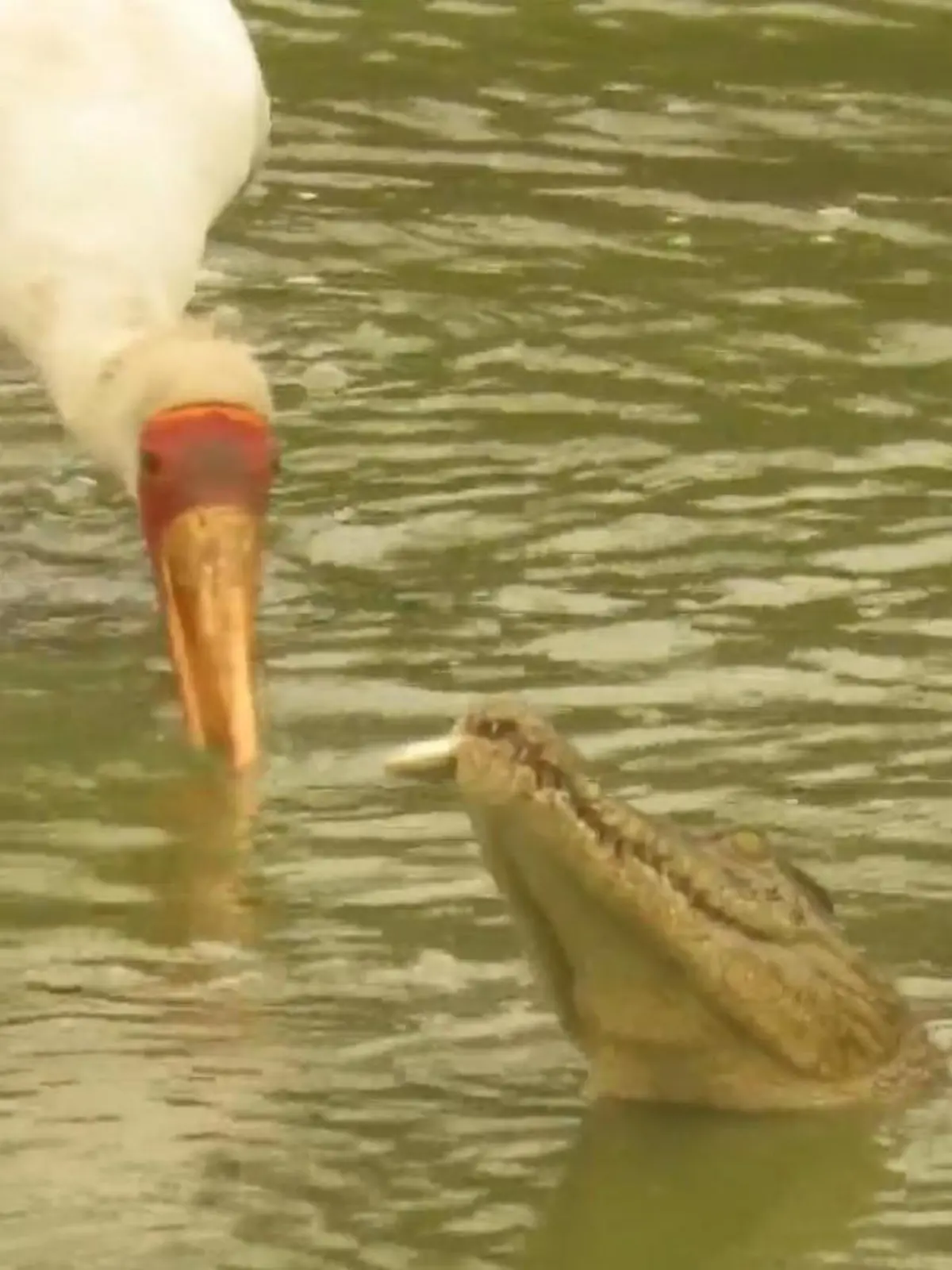Bild zu: "Krokodil nutzt Storch als Köder – dann schnappt es zu!"