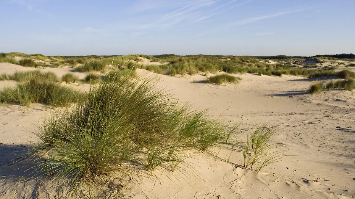 Dünen Wassenaar