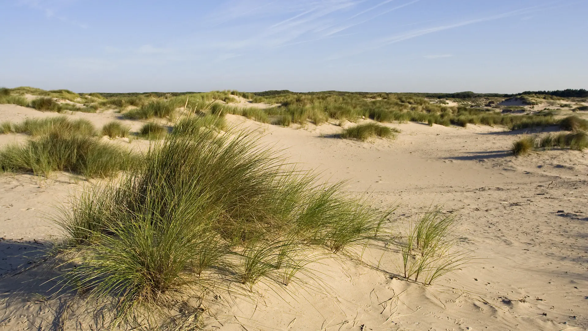 Dünen Wassenaar