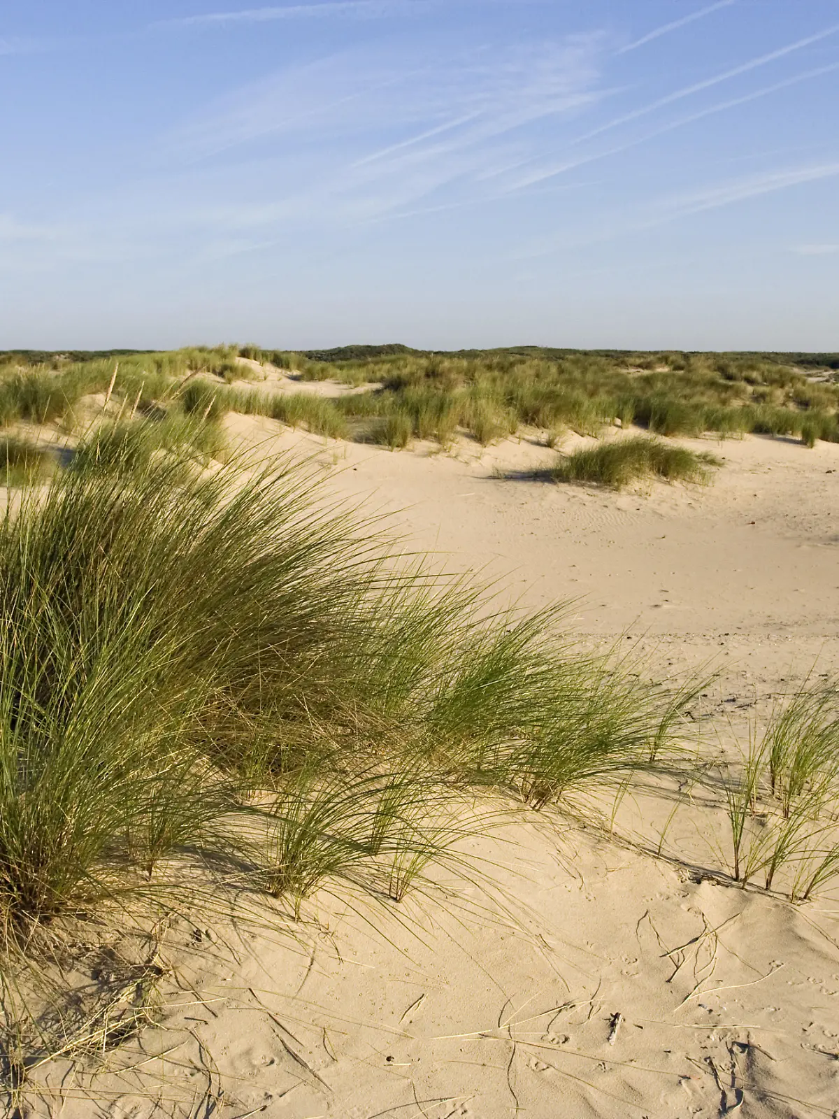 Dünen Wassenaar