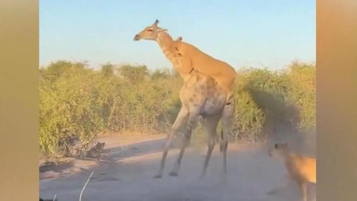 Brutale Attacke! Giraffe und Löwenrudel im Todeskampf – vor den Augen der Safari-Touris Es gibt kein Entkommen