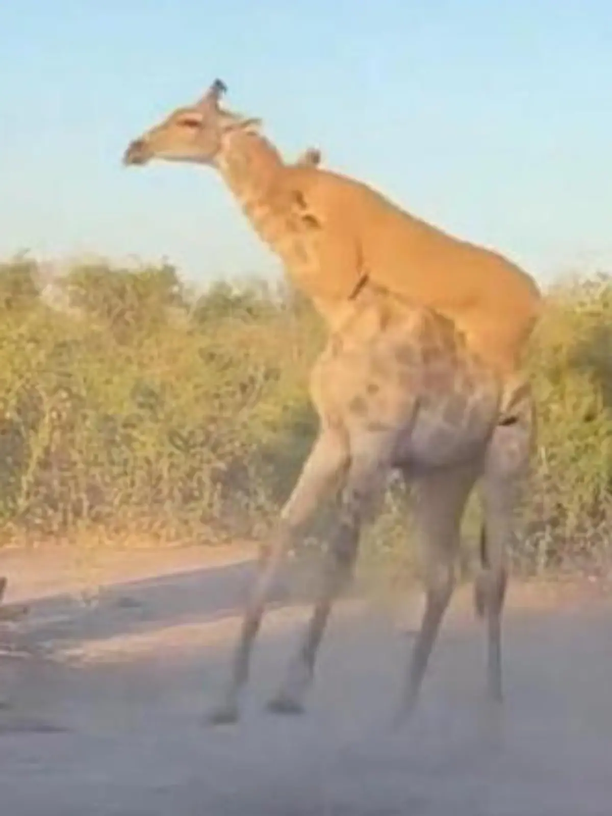 Bild zu: "Brutale Attacke! Giraffe und Löwenrudel im Todeskampf – vor den Augen der Safari-Touris"