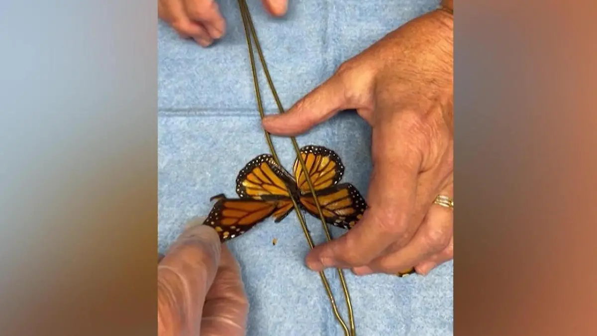 Schmetterling bekommt Flügel transplantiert – Naturschützern gelingt Sensation! Mit Ersatzflügel von verstorbenem Falter