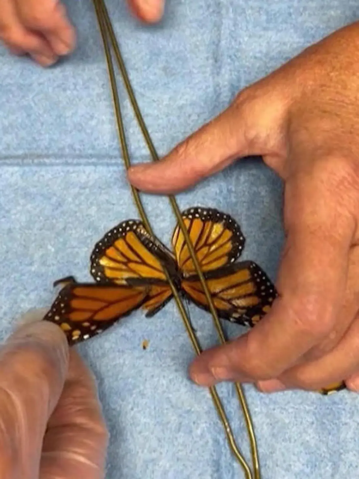 Bild zu: "Schmetterling bekommt Flügel transplantiert – Naturschützern gelingt Sensation!"