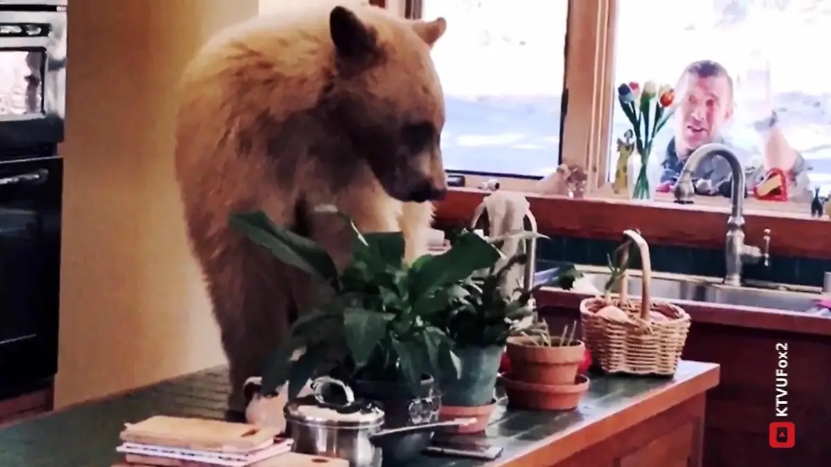 Frei lebende Bären kommen Anwohnern und Touristen gefährlich nah Wilde Bären in Nachbarschaft von Urlaubsregion