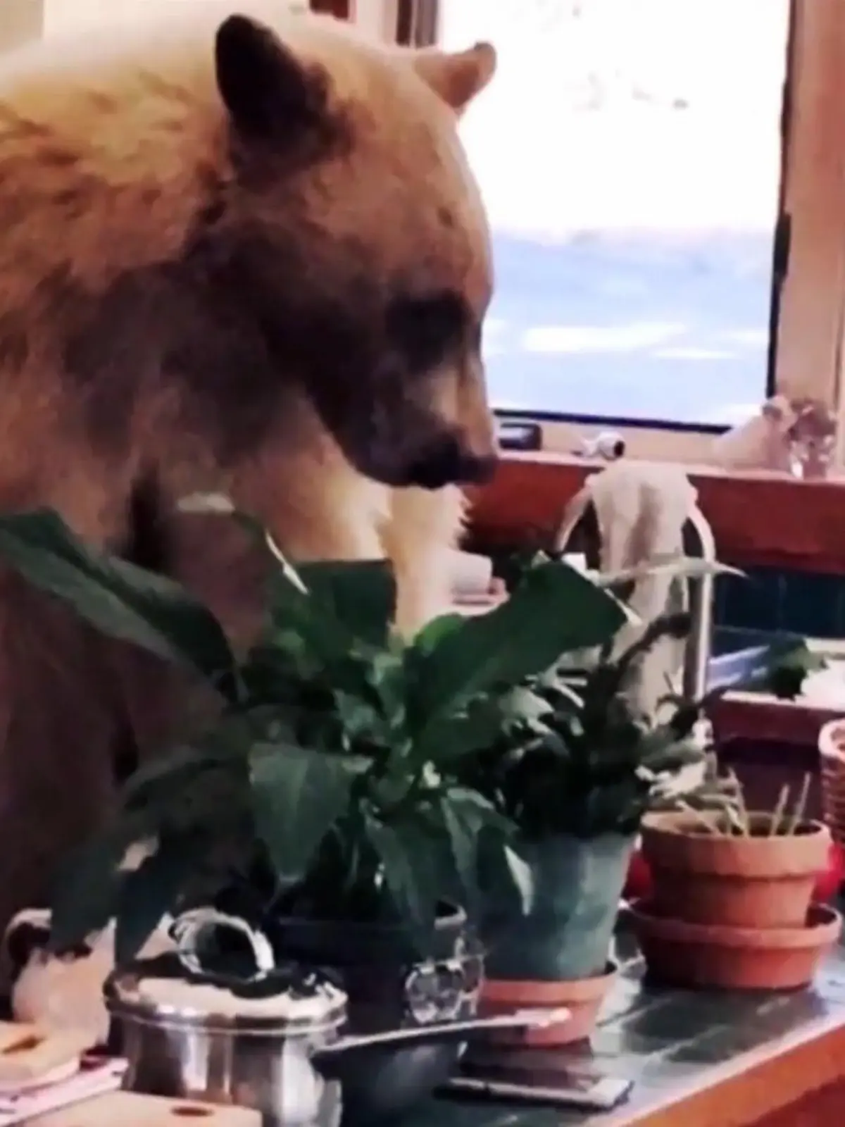 Bild zu: "Frei lebende Bären kommen Anwohnern und Touristen gefährlich nah"