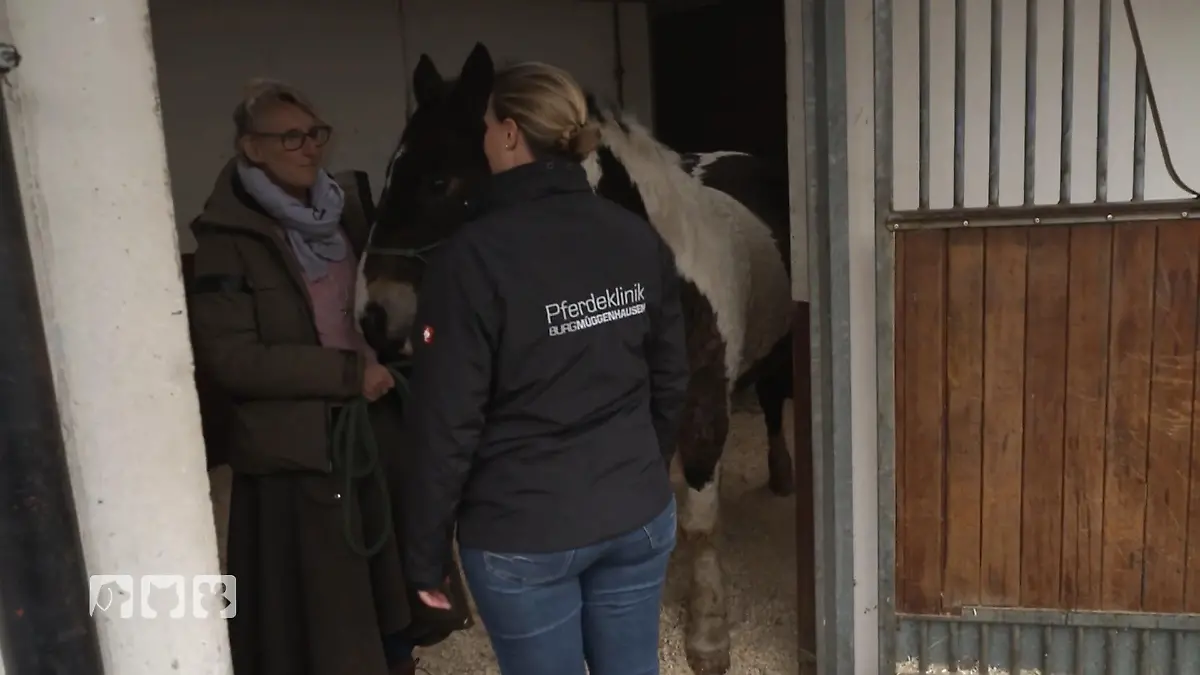 Tierärztin Vanessa Andre kämpft um die Heilung eines schweren Hufabszesses Einsatz in der Pferdeklinik