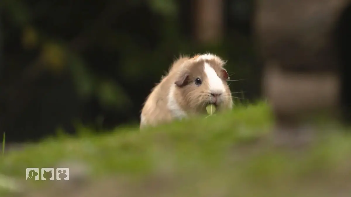 So kommen Meerschweinchen sicher durch den Winter Ratgeber für Tierhalter