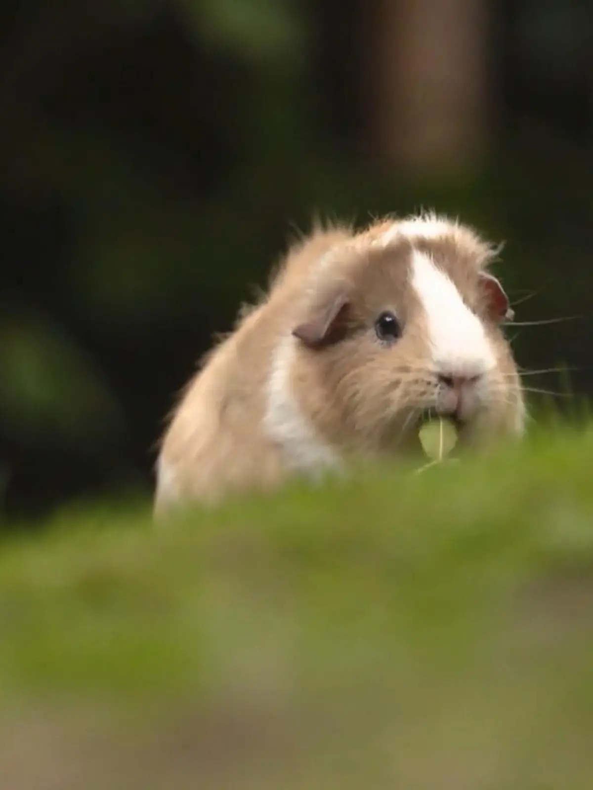 Bild zu: "So kommen Meerschweinchen sicher durch den Winter"