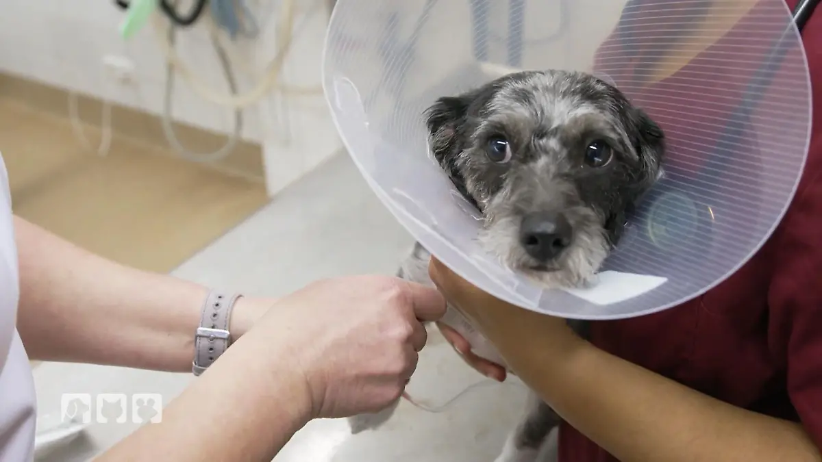 Im ABC der Tiermedizin steht heute B wie Blutabnahme Wissen für Tierhalter