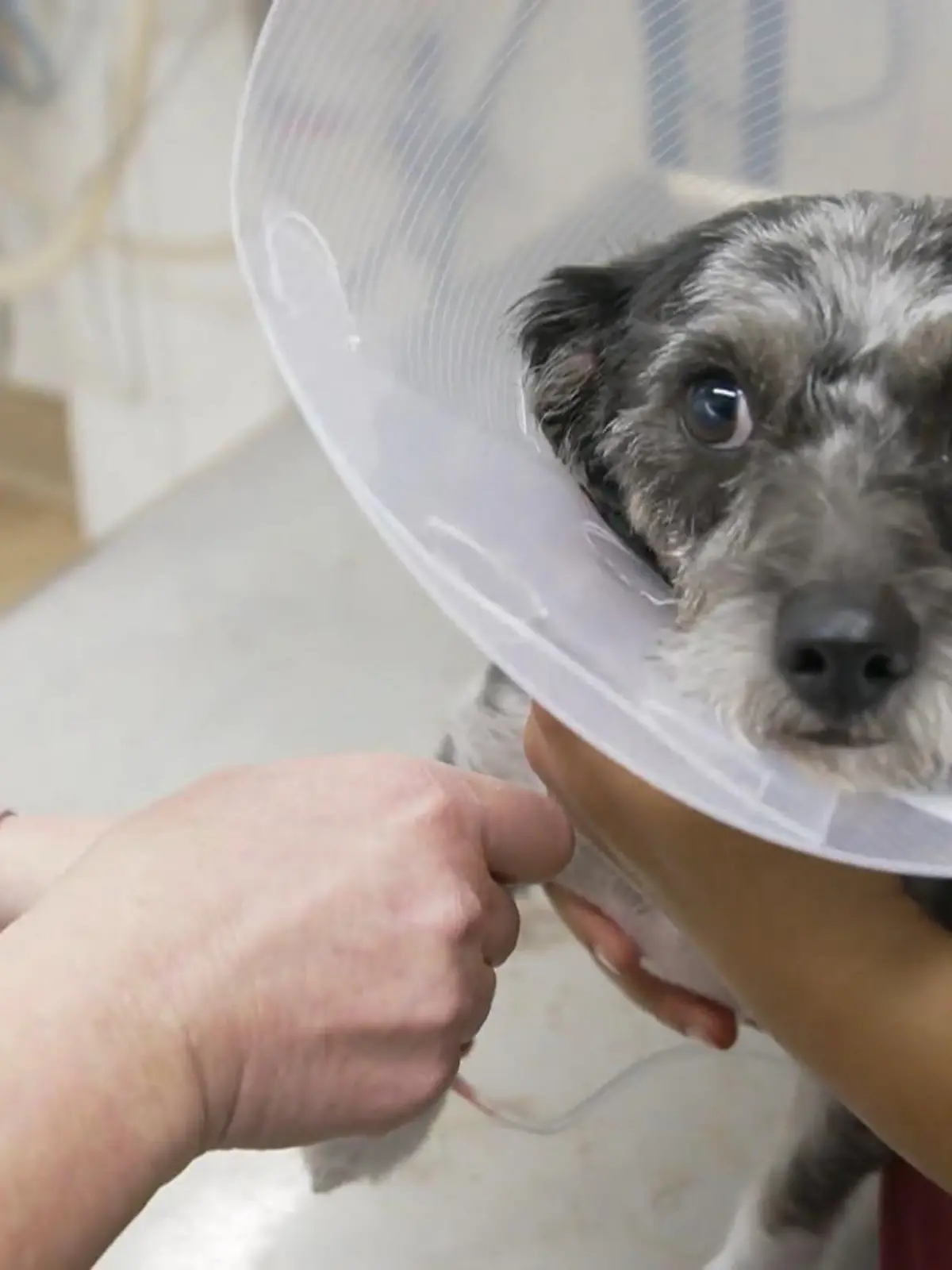 Bild zu: "Im ABC der Tiermedizin steht heute B wie Blutabnahme"