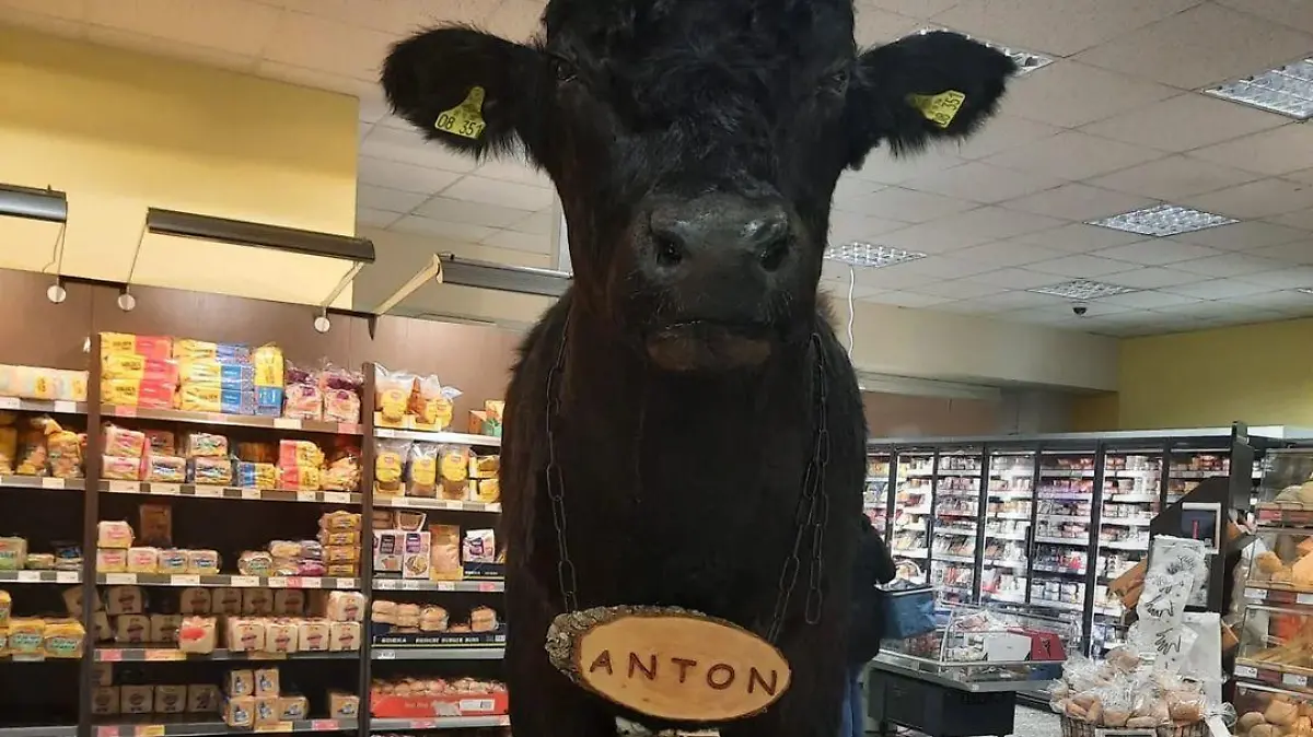 Dieses ausgestopfte Rind sorgt in einem Edeka im brandenburgischen Hennigsdorf derzeit für Diskussionen.