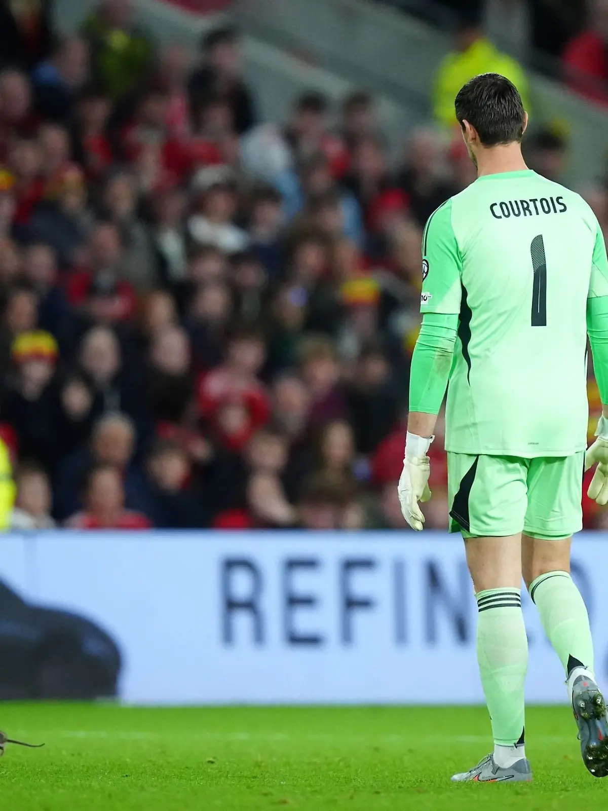 Bild zu: "Ratte stört WM-Quali-Spiel - Courtois' Fangversuch misslingt"