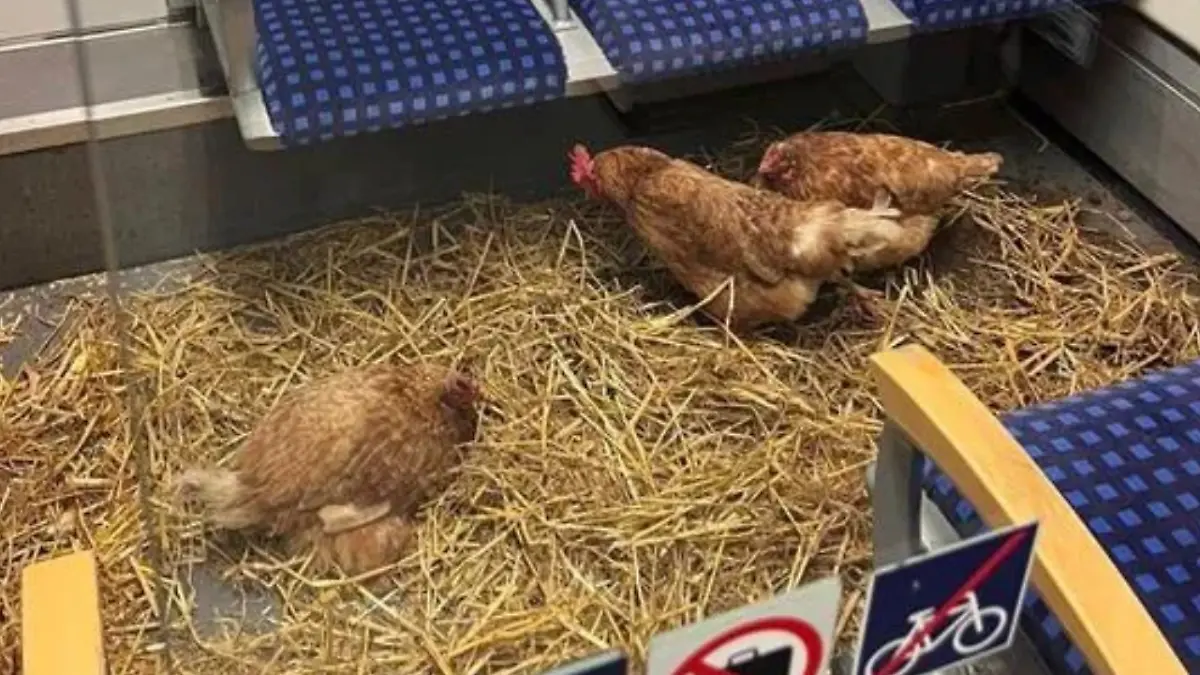 Unbekannte haben Hühner in ein Abteil der S6 ausgesetzt