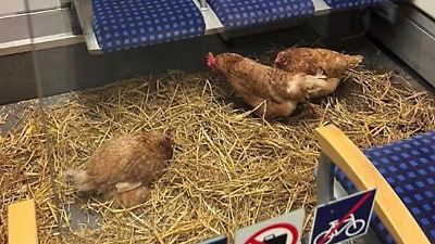 Chaos in Köln: Drei Hühner in S-Bahn ausgesetzt