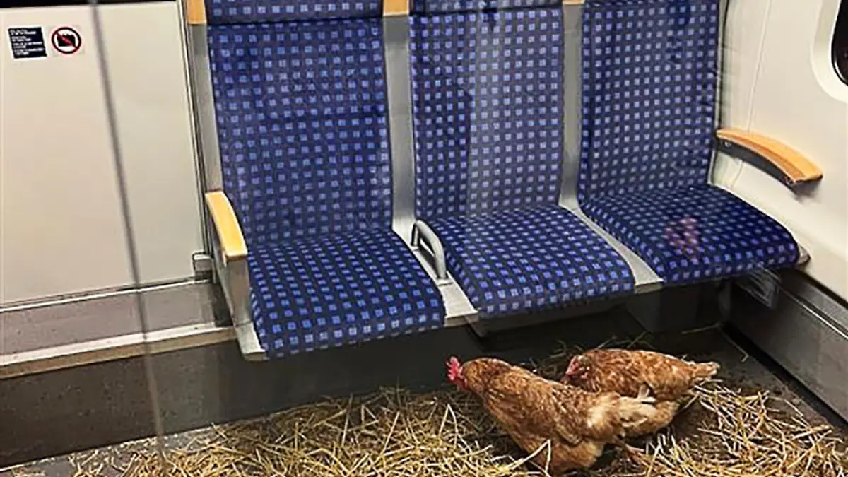 Bild zu: "Hühner in der S-Bahn"