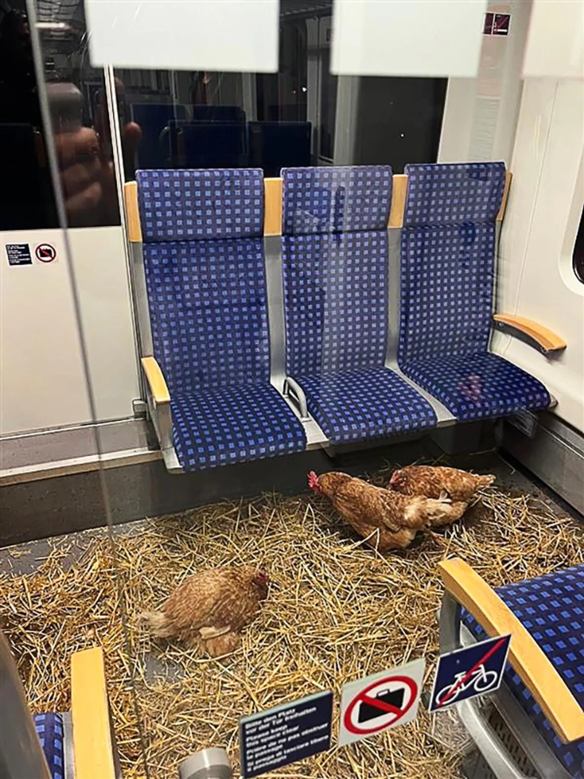 Bild zu: "Hühner in der S-Bahn"
