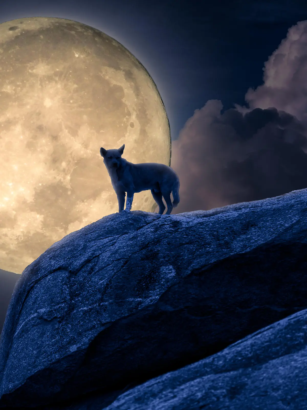 Silhouette of dog stand against moonlight on rock. Halloween concept
