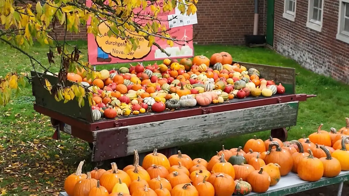 Tipps für die Kürbiszeit Herbsttrend Nummer eins