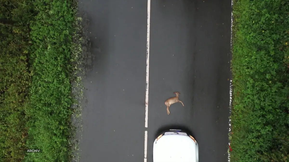 Mehr Wildunfälle auf NRWs Straßen Gefahr in der dunklen Jahreszeit