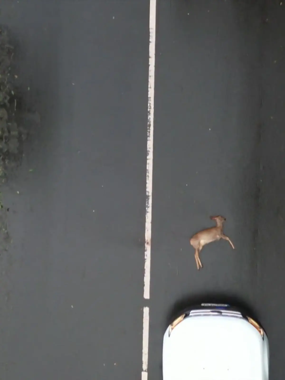 Bild zu: "Mehr Wildunfälle auf NRWs Straßen"