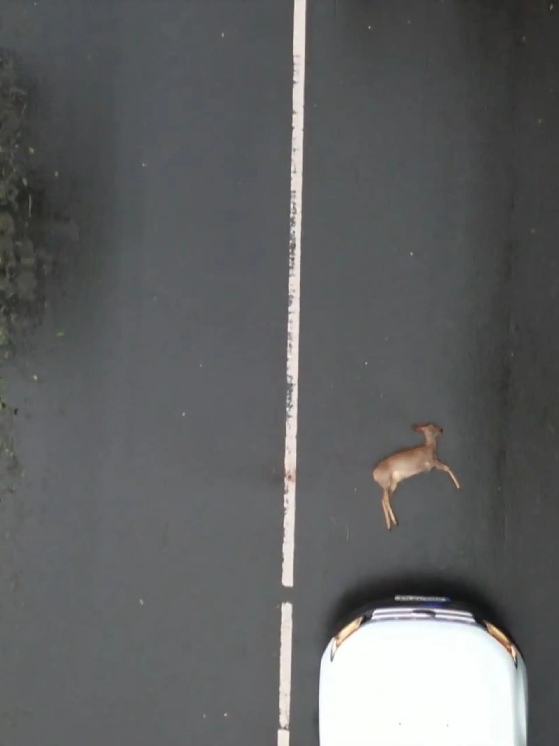 Bild zu: "Mehr Wildunfälle auf NRWs Straßen"