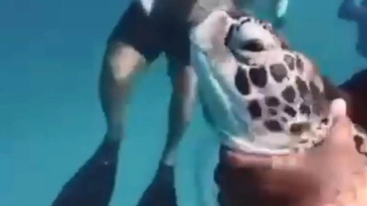 Skandal beim Schnorcheln! Tourguide würgt Schildkröte – Touristen sollen mitmachen Sie könnte ertrinken!