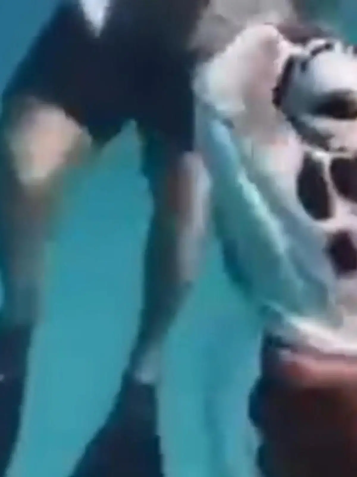 Bild zu: "Skandal beim Schnorcheln! Tourguide würgt Schildkröte – Touristen sollen mitmachen"