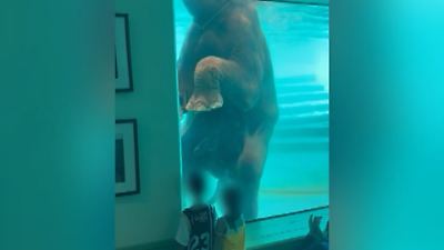 Thailand: Zoo-Elefant präsentiert kleinen Rüssel im Wasserbecken - vor allen Kindern!