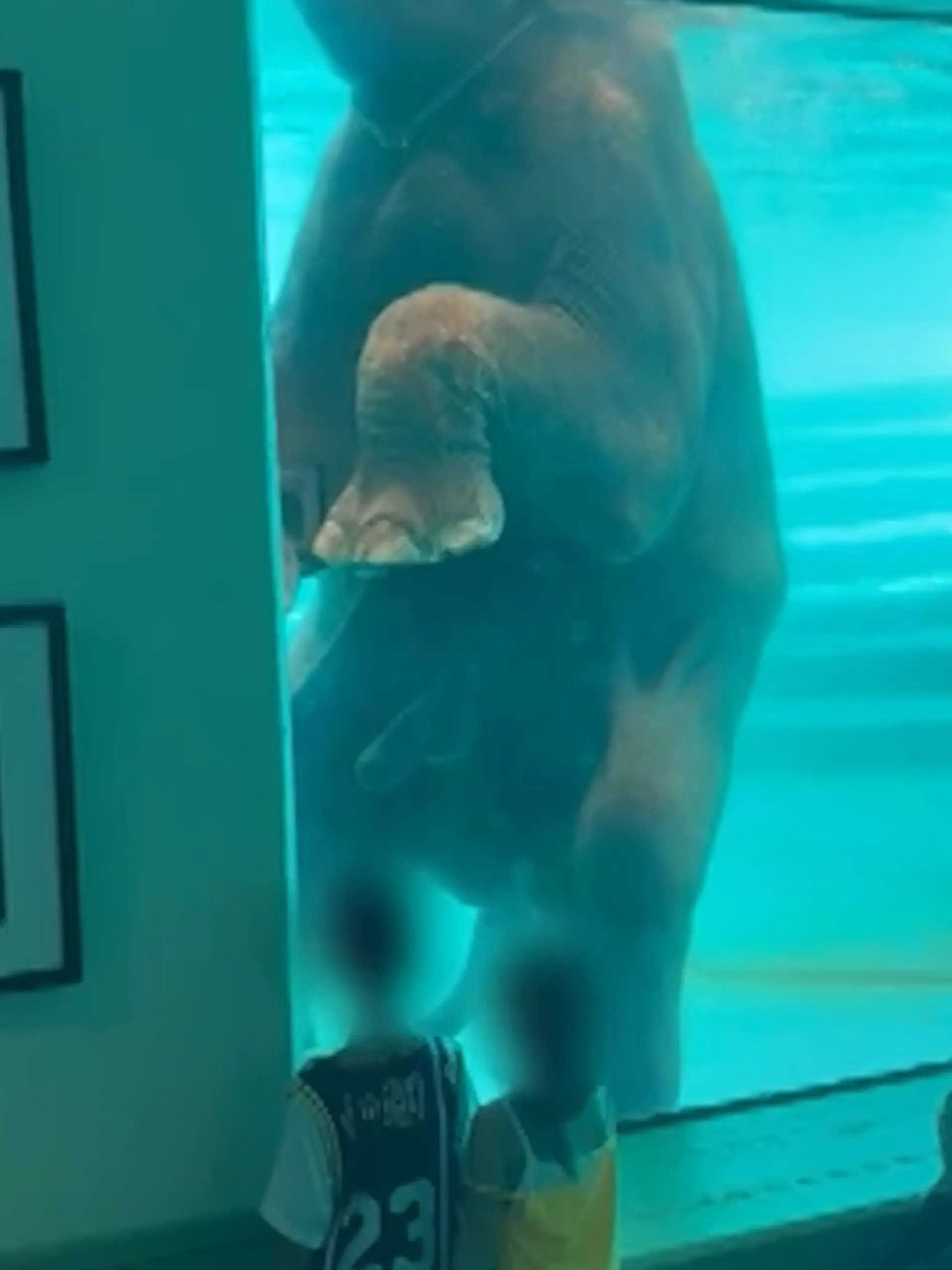 Bild zu: "Elefant präsentiert seinen kleinen Rüssel - direkt vor den Kindern! "