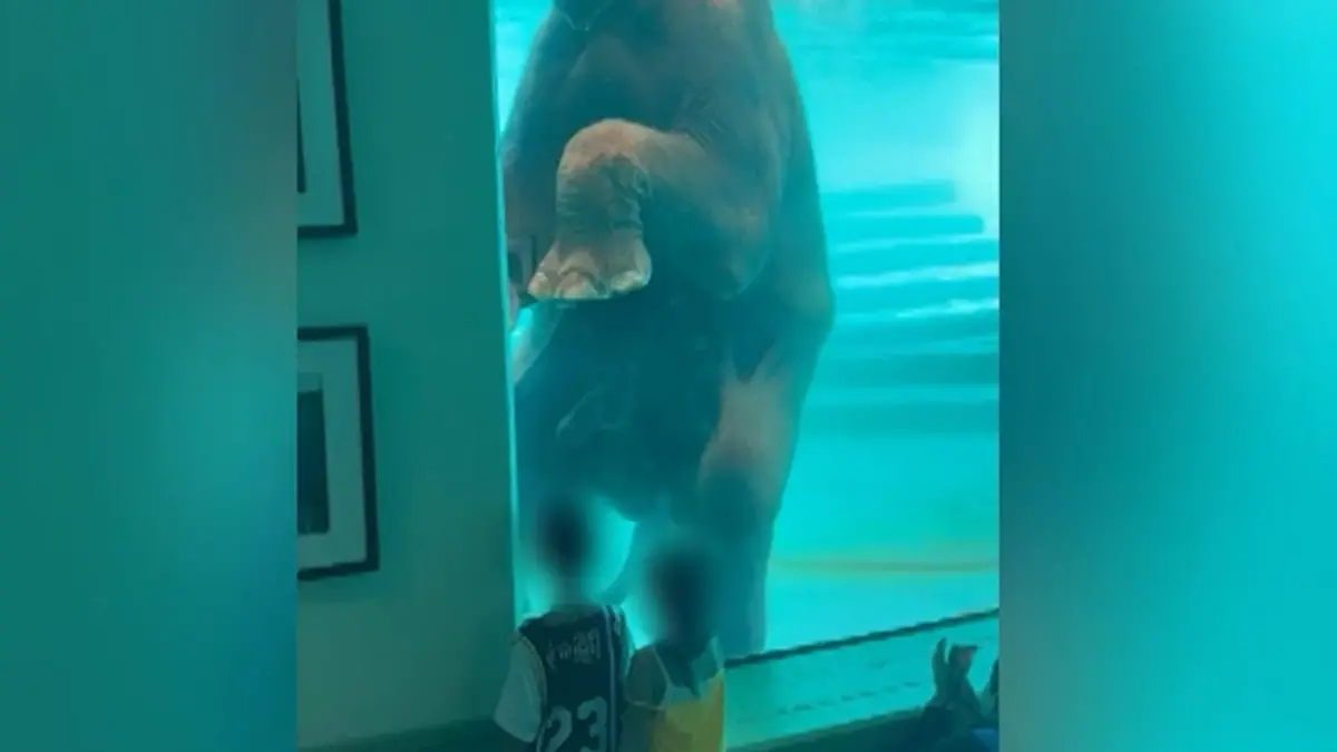 Elefant präsentiert seinen kleinen Rüssel - direkt vor den Kindern!  Pack deine Poolnudel ein!