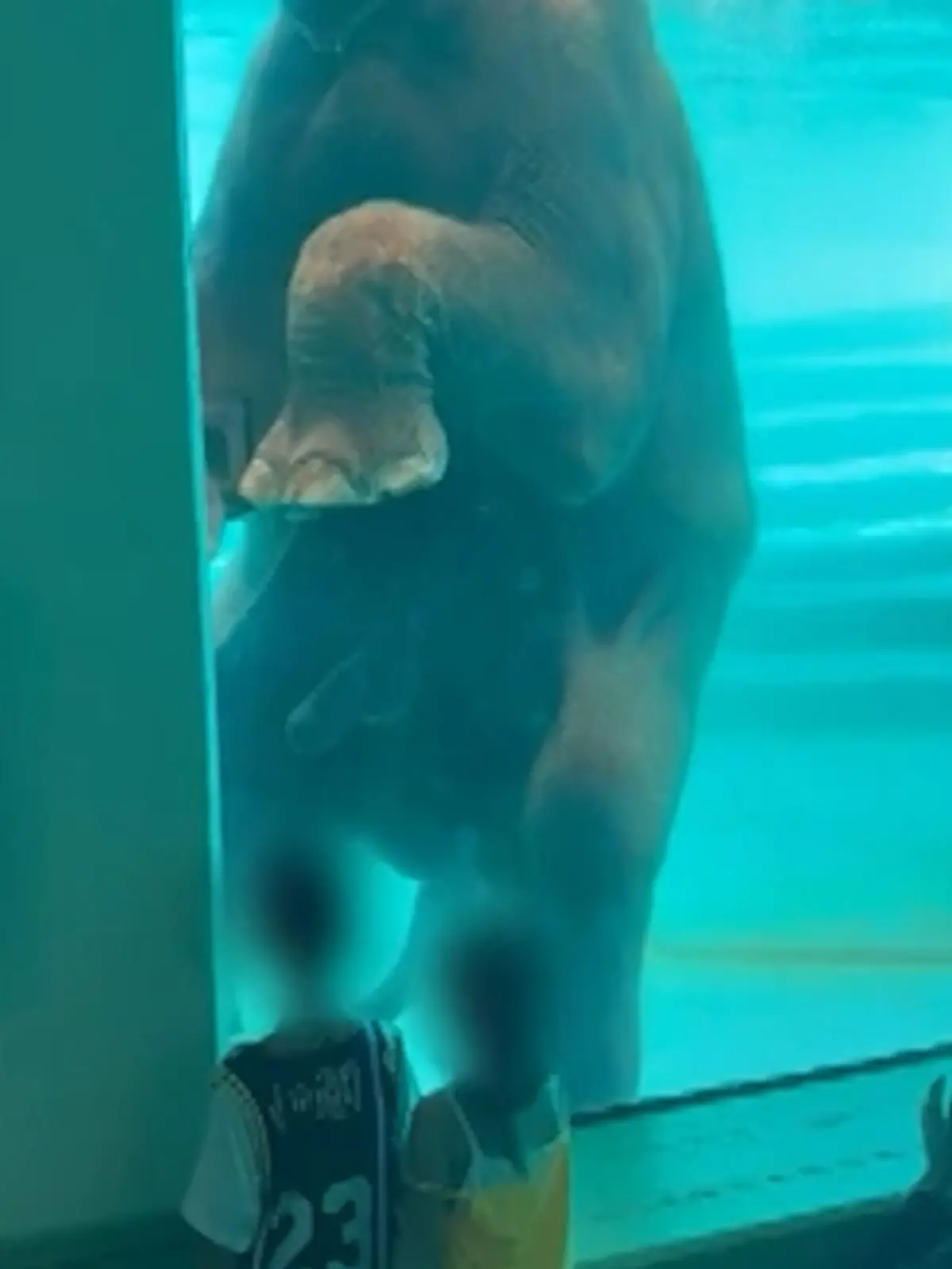 Bild zu: "Elefant präsentiert seinen kleinen Rüssel - direkt vor den Kindern! "