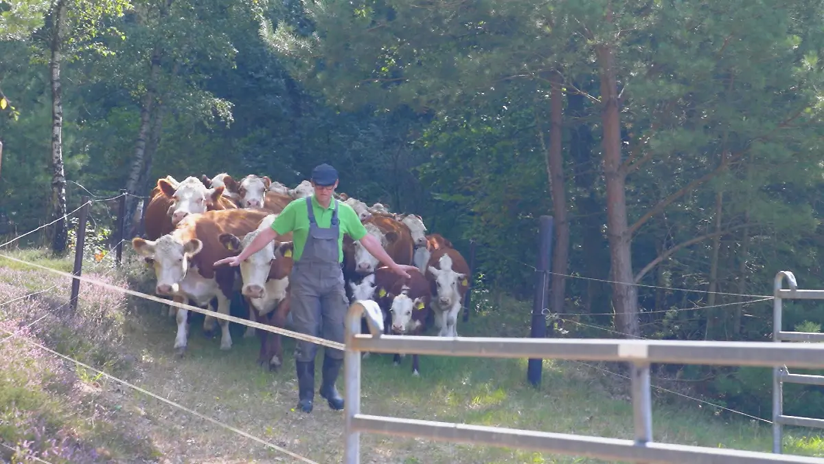 „Langsam. Na, na, na, na, na, na, na. Hinter mir bleiben! Ich gehe voran.” Alexander Schmidt führt seine Rinder in Bienenbüttel hinter sich auf die Weide.
