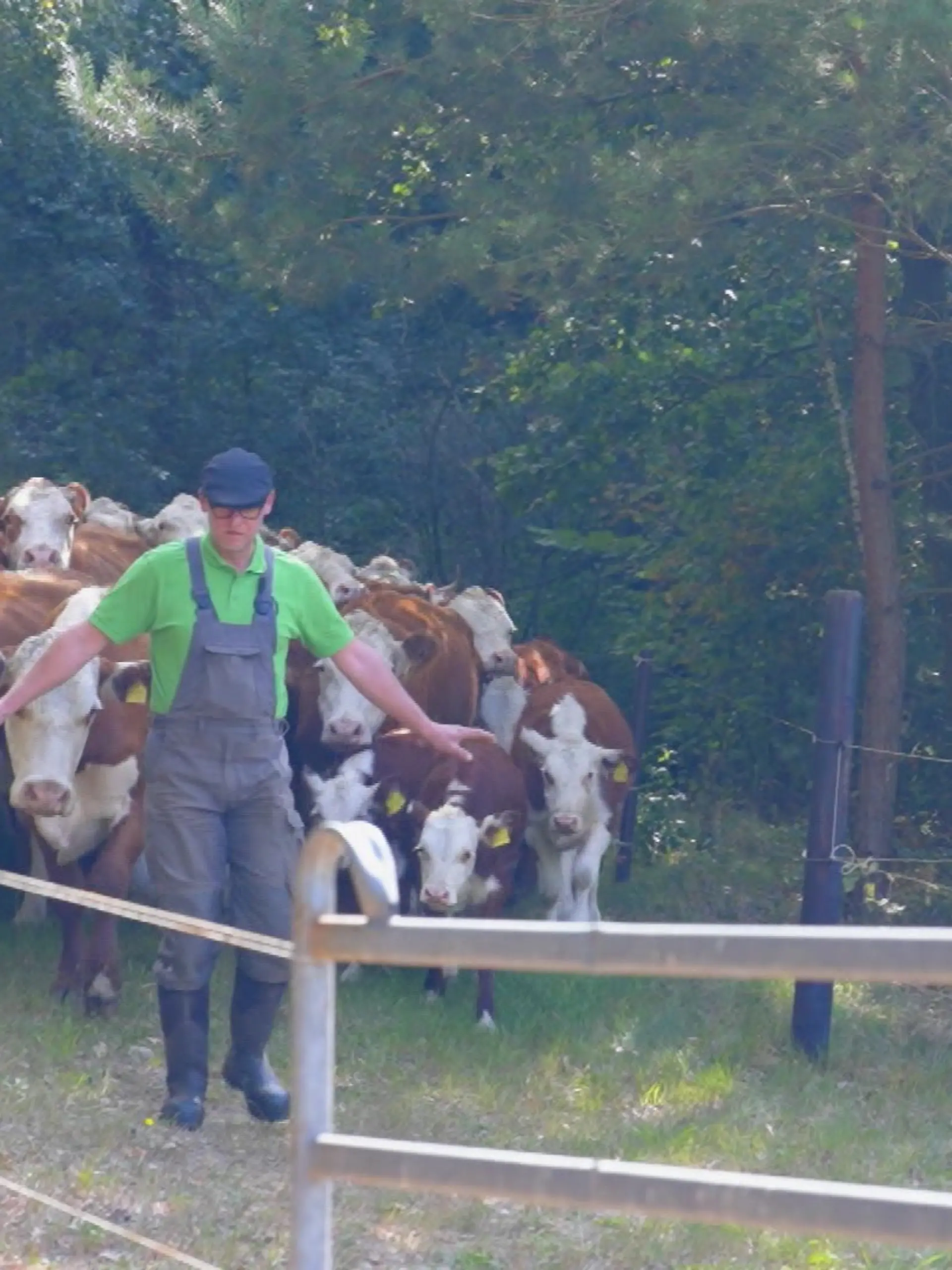„Langsam. Na, na, na, na, na, na, na. Hinter mir bleiben! Ich gehe voran.” Alexander Schmidt führt seine Rinder in Bienenbüttel hinter sich auf die Weide.