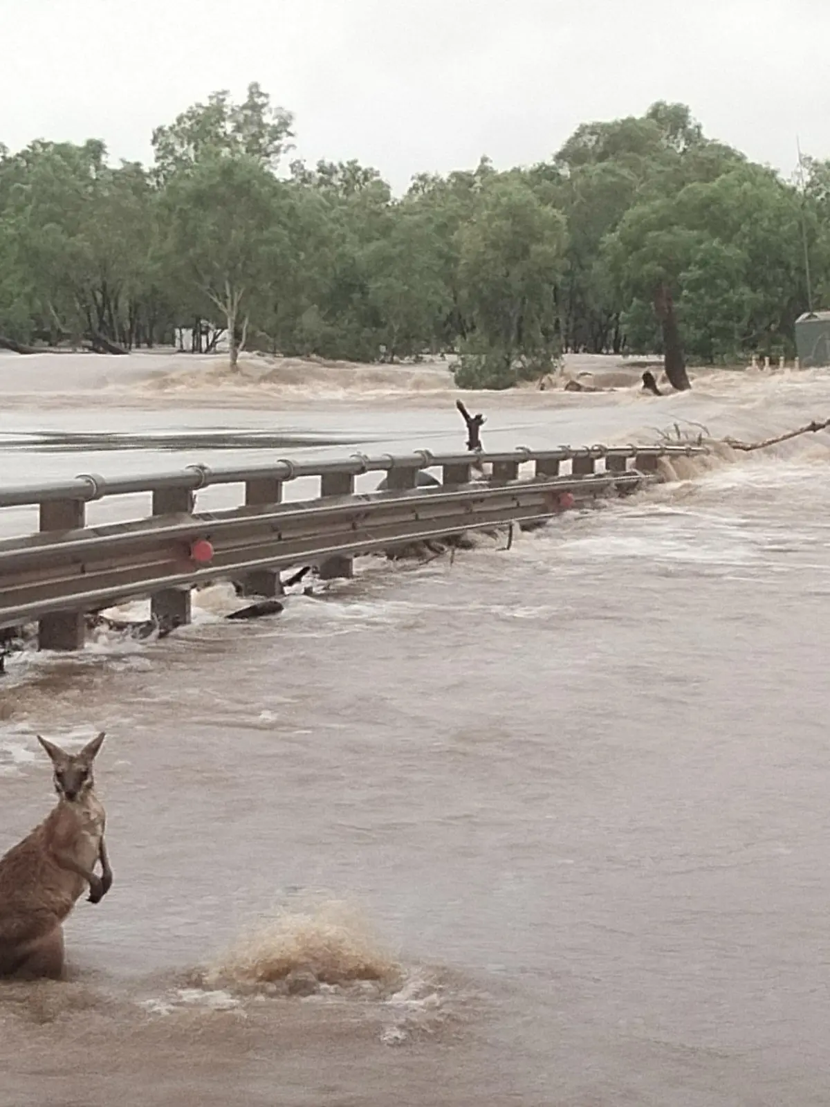 HANDOUT - 03.01.2023, Australien, Kimberly: Dieses zur Verfügung gestellte Foto zeigt ein Känguru und eine Kuh im Hochwasser der Überschwemmungen. Nach extrem heftigen Regenfällen sind mehrere Ortschaften in der Kimberley-Region komplett überschwemmt. Besonders schlimm betroffen ist die Gemeinde Fitzroy Crossing, die mittlerweile von der Außenwelt abgeschnitten ist. Den Notdiensten zufolge könnte es eine Woche dauern, bis der Ort wieder auf dem Landweg zugänglich ist. Foto: Supplied/ANDREA MYERS/AAP/dpa - ACHTUNG: Nur zur redaktionellen Verwendung im Zusammenhang mit der aktuellen Berichterstattung und nur mit vollständiger Nennung des vorstehenden Credits +++ dpa-Bildfunk +++