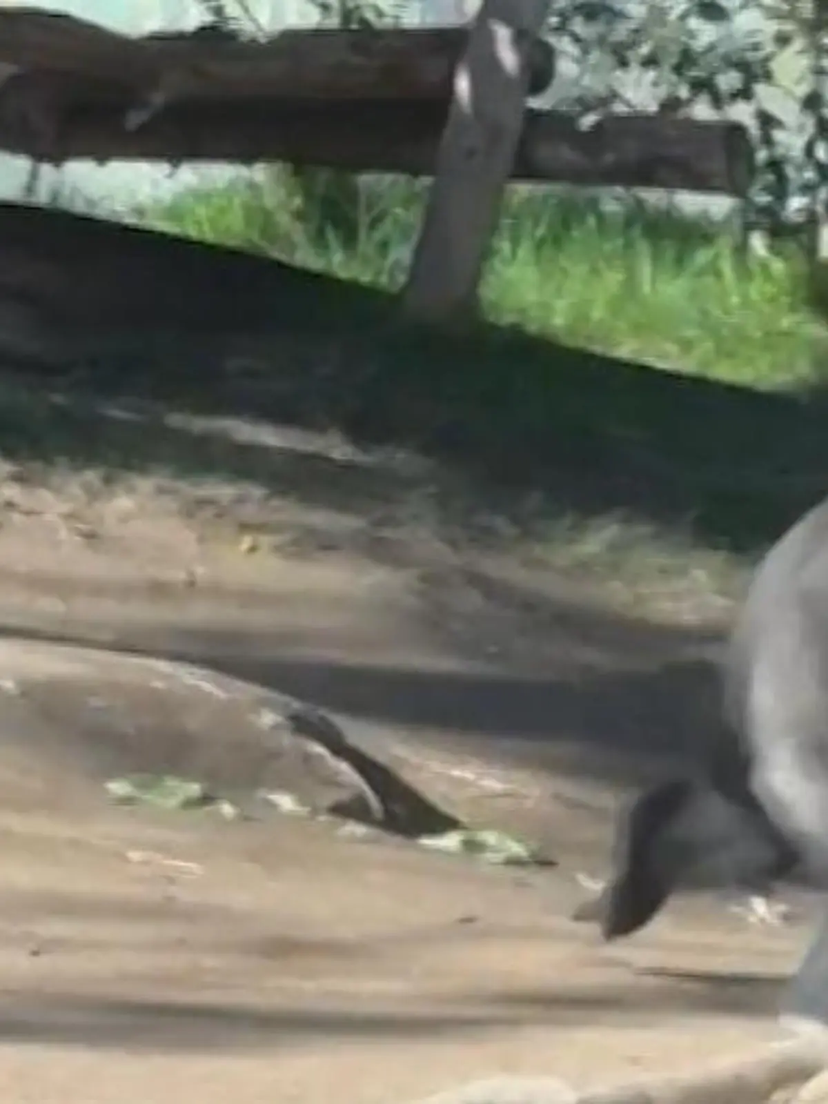 Gorilla zertrümmert Sicherheitsglas in Zoo.