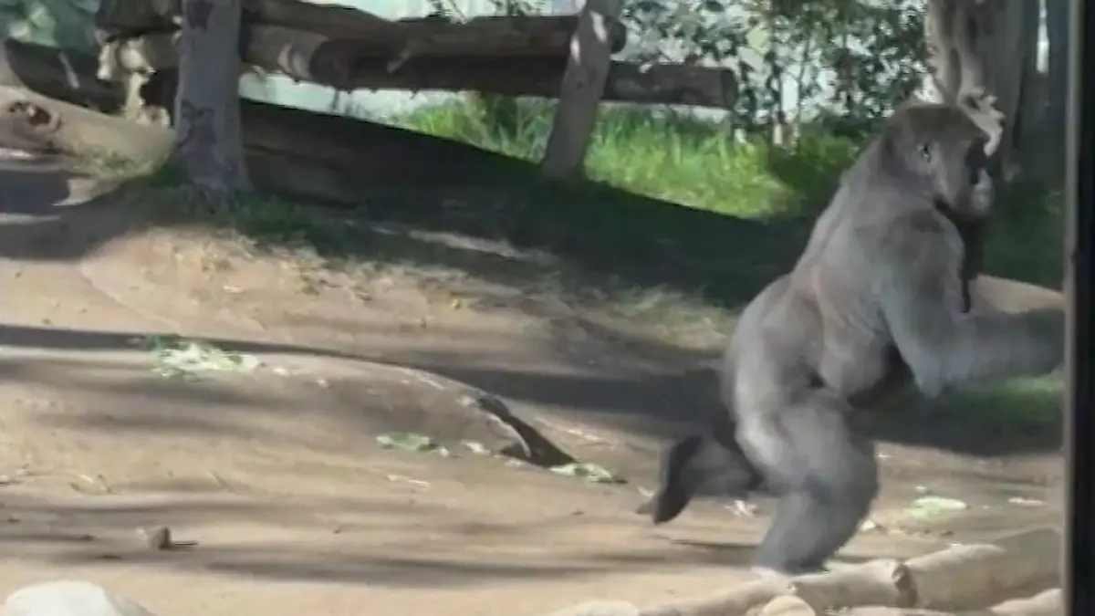 Gorilla zerschmettert Sicherheitsglas - Kinder stehen direkt davor! King Kong wütet in Zoo-Gehege 