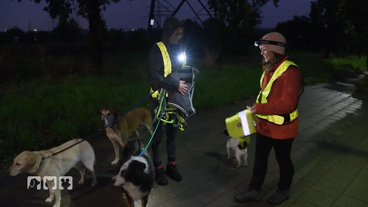 So schützen sie ihre Vierbeiner in der Dunkelheit Sttraßentest für Leuchthalsbänder & Co