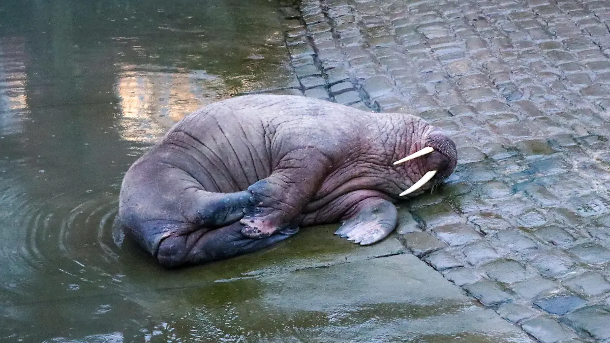 SONDERKONDITIONEN: Satzpreis! Love and Thunder: Walross Thor am Silvestertag im Scarborough Harbour  --  The walrus named Thor who has turned up in Scarborough Harbour, December 31 2022. The Arctic walrus is the first of his species to be seen in Yorkshire in living memory. See SWNS story SWSMwalrus / action press