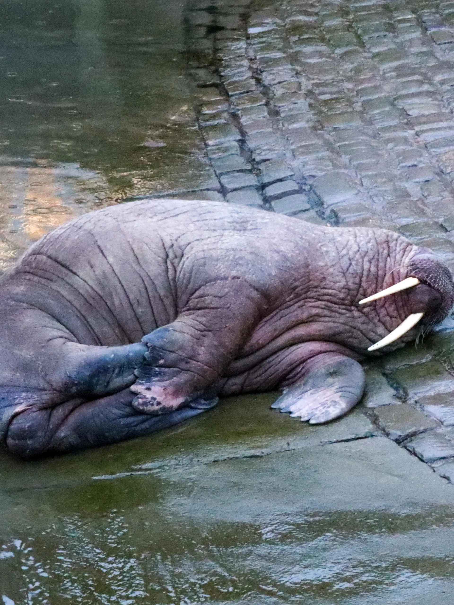 SONDERKONDITIONEN: Satzpreis! Love and Thunder: Walross Thor am Silvestertag im Scarborough Harbour  --  The walrus named Thor who has turned up in Scarborough Harbour, December 31 2022. The Arctic walrus is the first of his species to be seen in Yorkshire in living memory. See SWNS story SWSMwalrus / action press