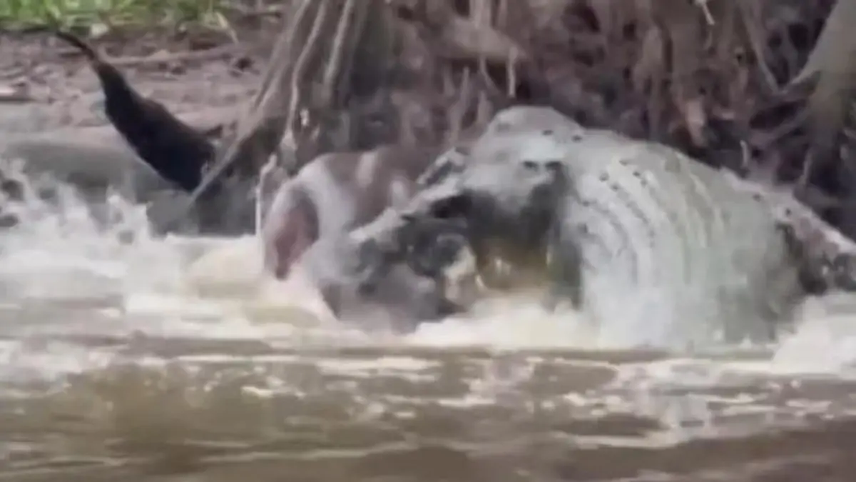 XXL-Krokodil gegen Zwergelefant! Fluss wird zur Kampfarena – wer gewinnt? Touri-Guide filmt Angriff aus der Tiefe