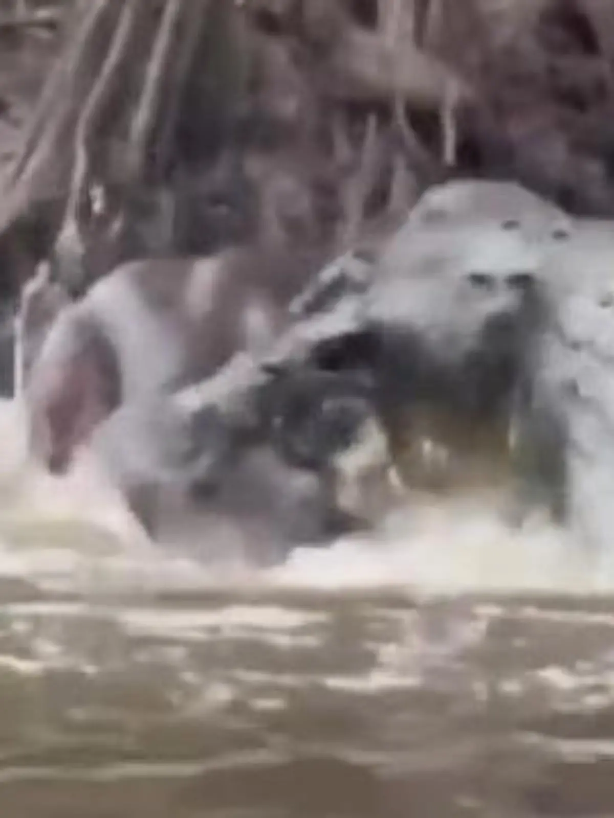 Bild zu: "XXL-Krokodil gegen Zwergelefant! Fluss wird zur Kampfarena – wer gewinnt?"