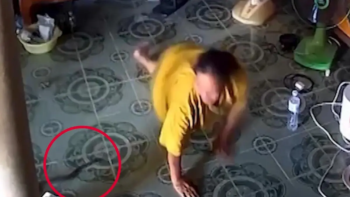 Tödliche Gefahr im eigenen Haus! Hochgiftige Kobra überrascht Rentnerin (66) Schock in der Mittagspause