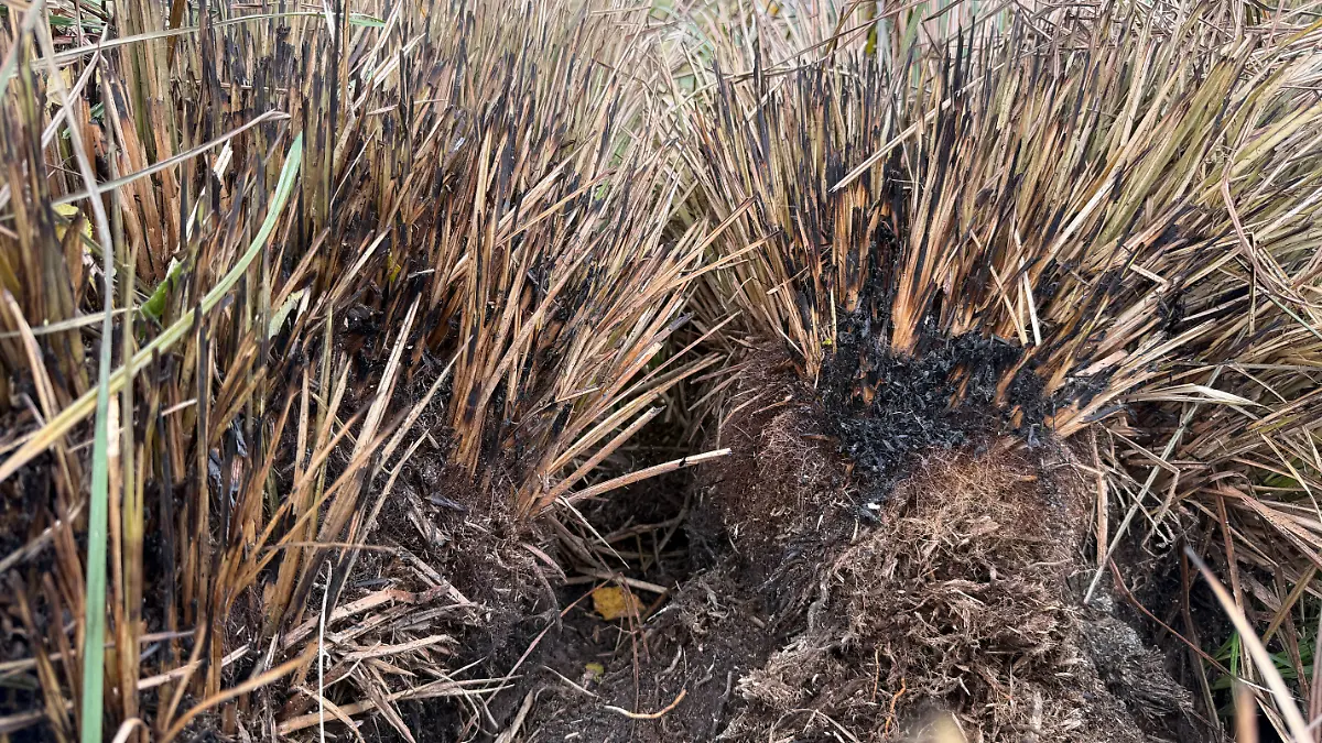 Verbranntes Gras am Leichenfundort