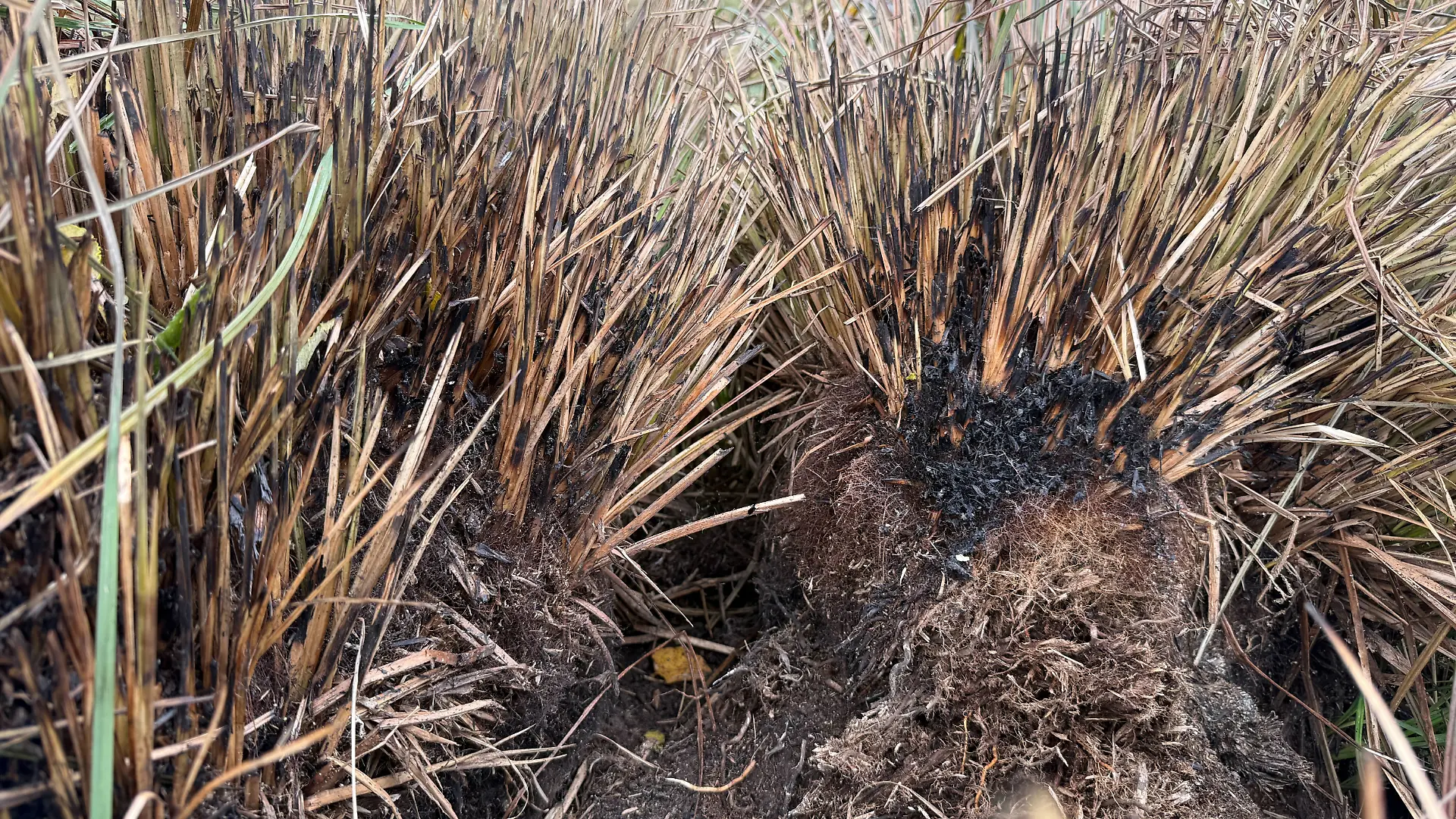 Verbranntes Gras am Leichenfundort